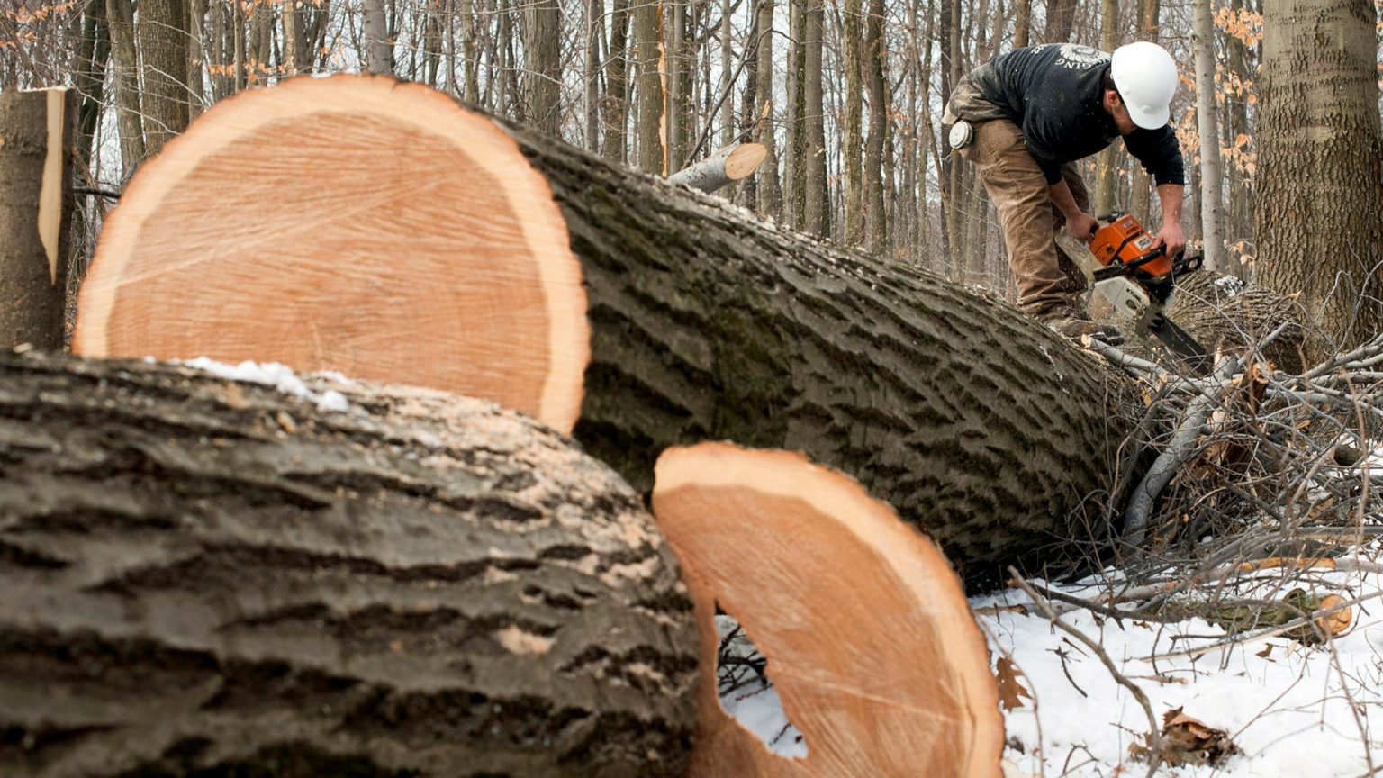 Lumber Price Fall Causes Panic In Housing Industry The Morning News
