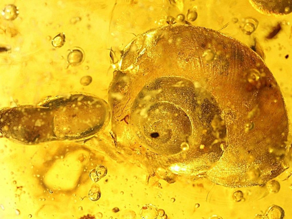 Scientists Discovered 99 Million Years Old Preserved Snail The