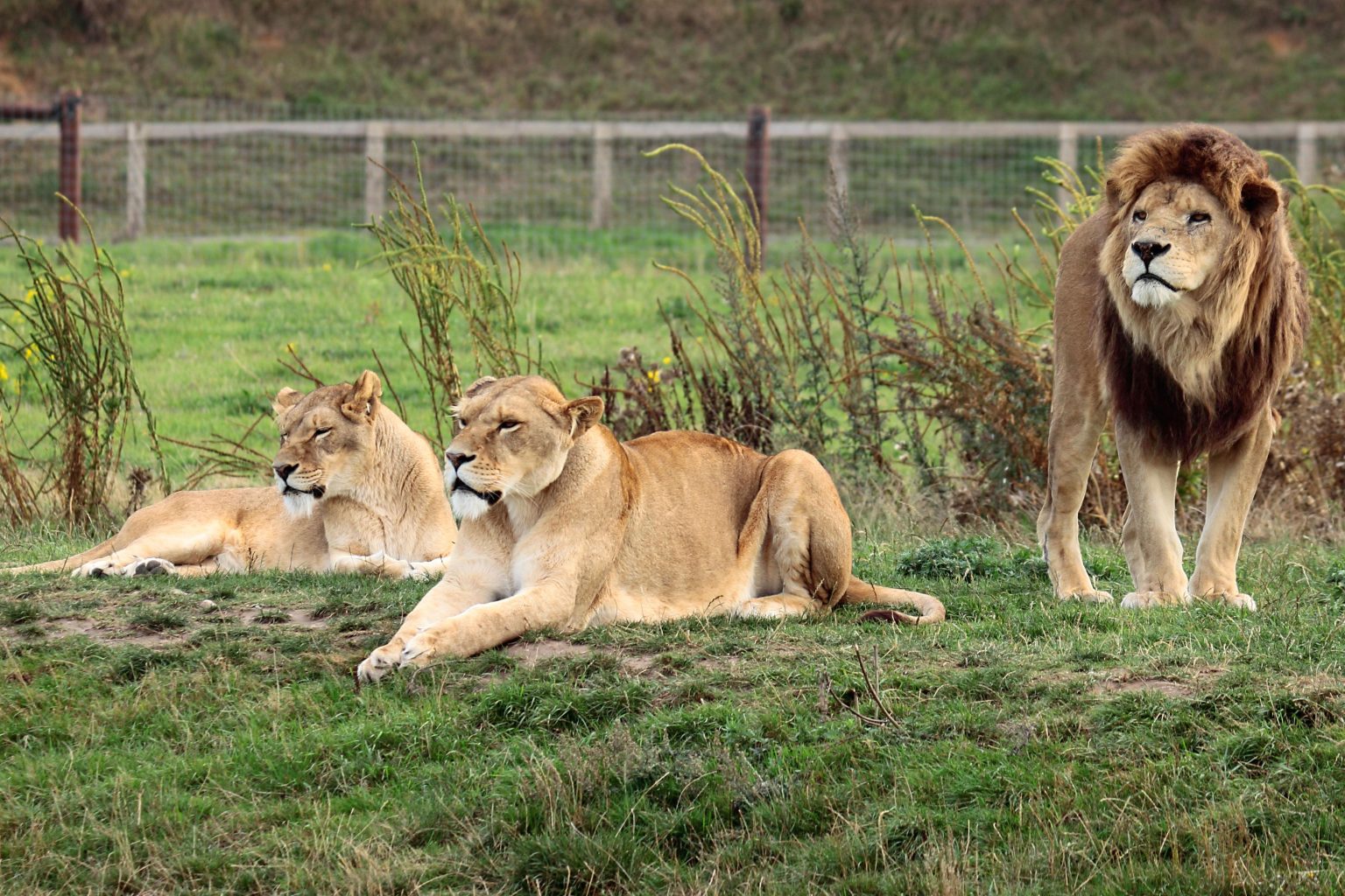 Five Lions Escaped Sydney Zoo - The Morning News