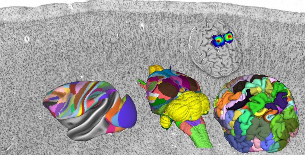 Scientists Map Human Brain Layers The Morning News