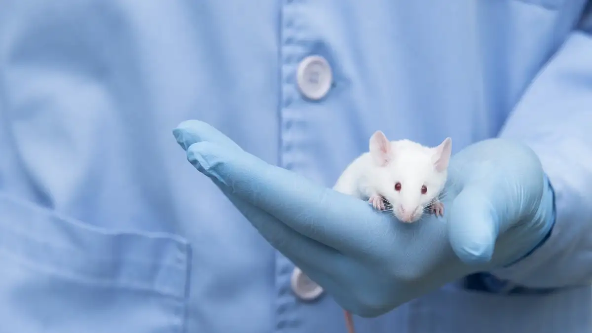 Scientists Grew Human Intestines Inside A Mice