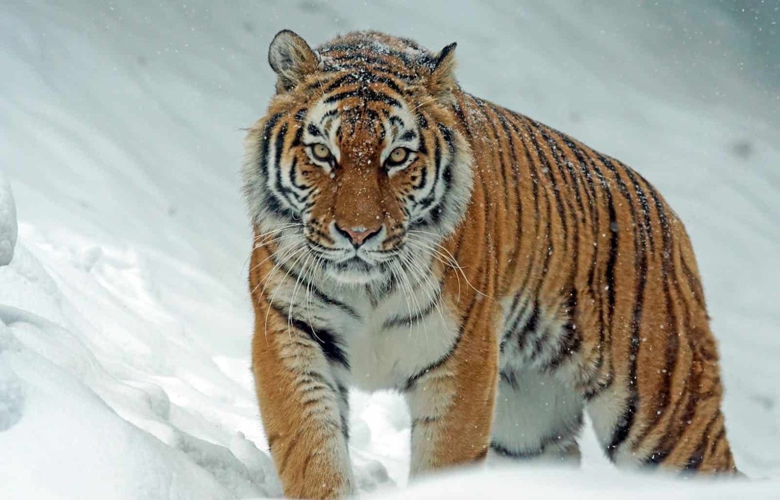 Research Reveals Tigers Have Human-Like Personality Traits - The ...