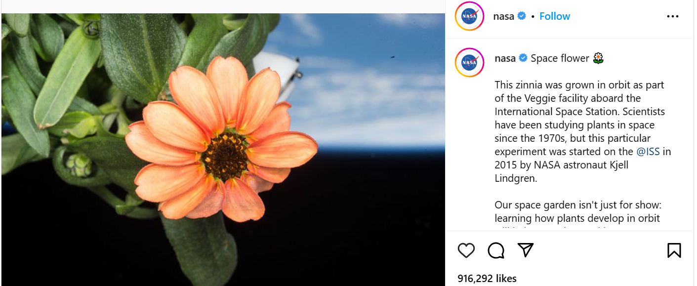 NASA Shares Mesmerizing Photo Of Flower Grown In Space The Morning News