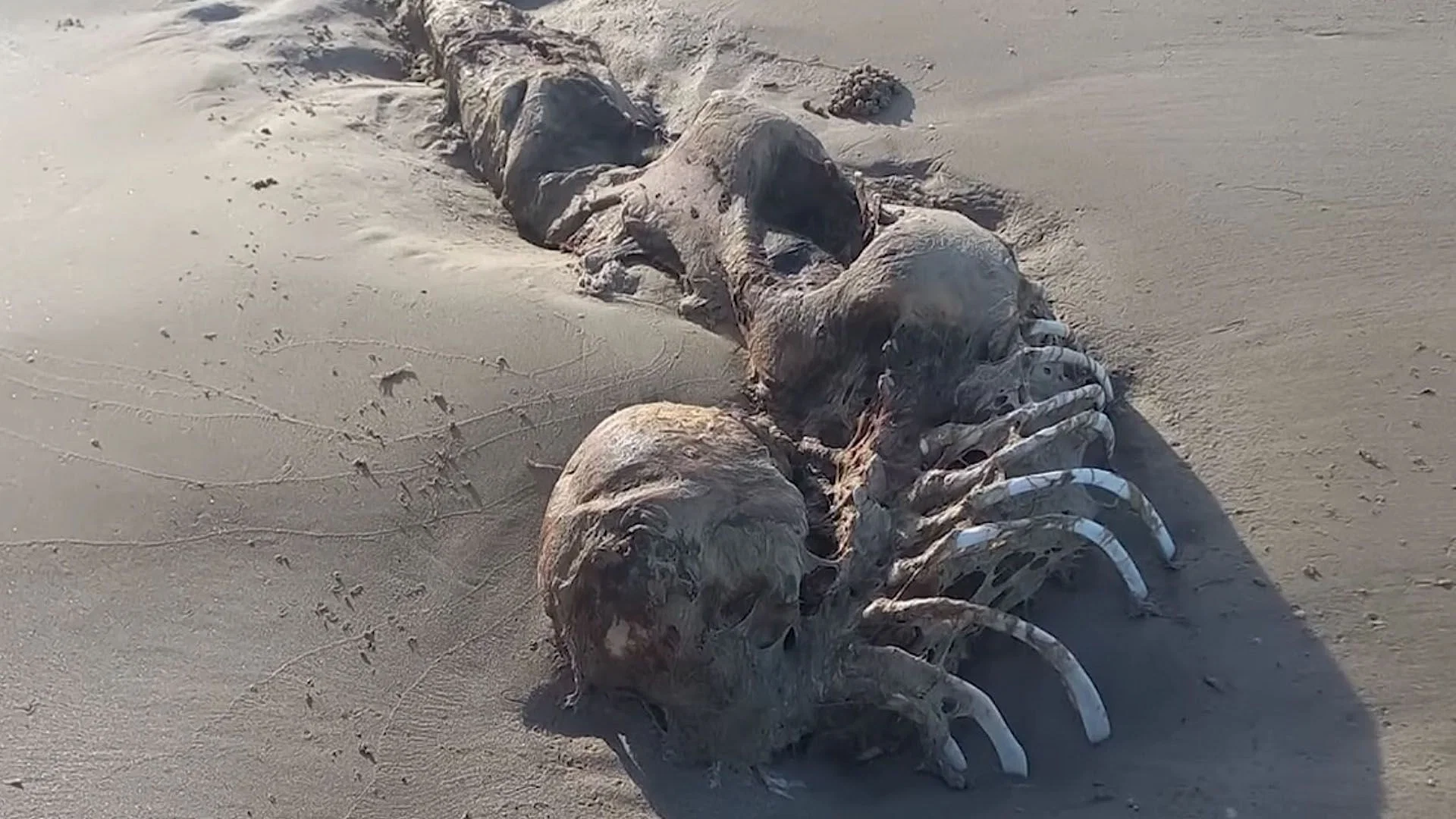Mysterious Mermaid Skeleton Washes Up On Queensland Beach