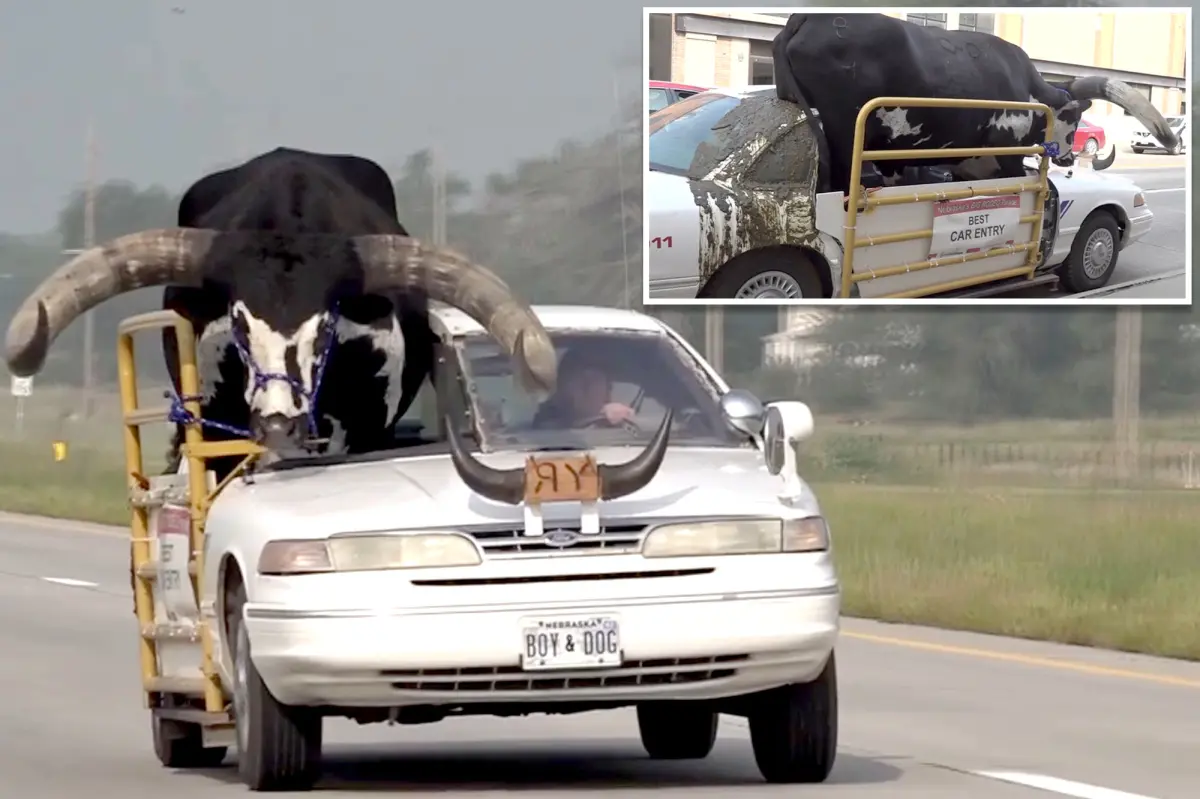 Police Stops Car With A Huge Bull In A Passenger Seat