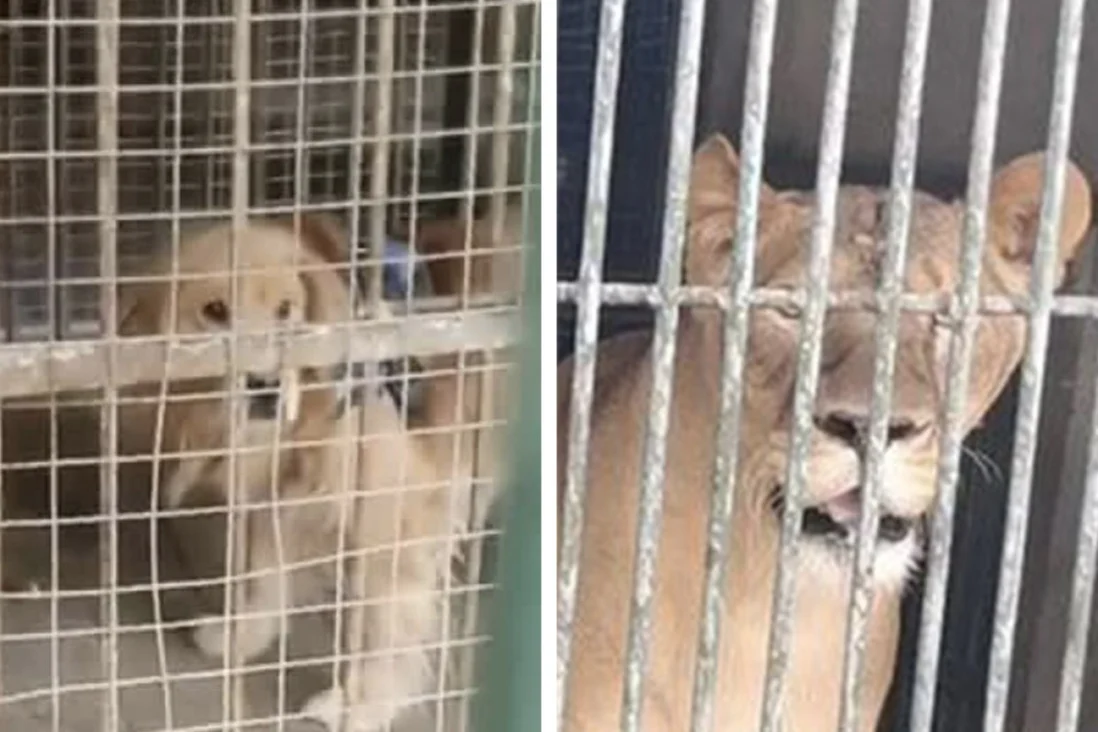 Chinese Zoo Tries Passing A Golden Retriever As A Lion