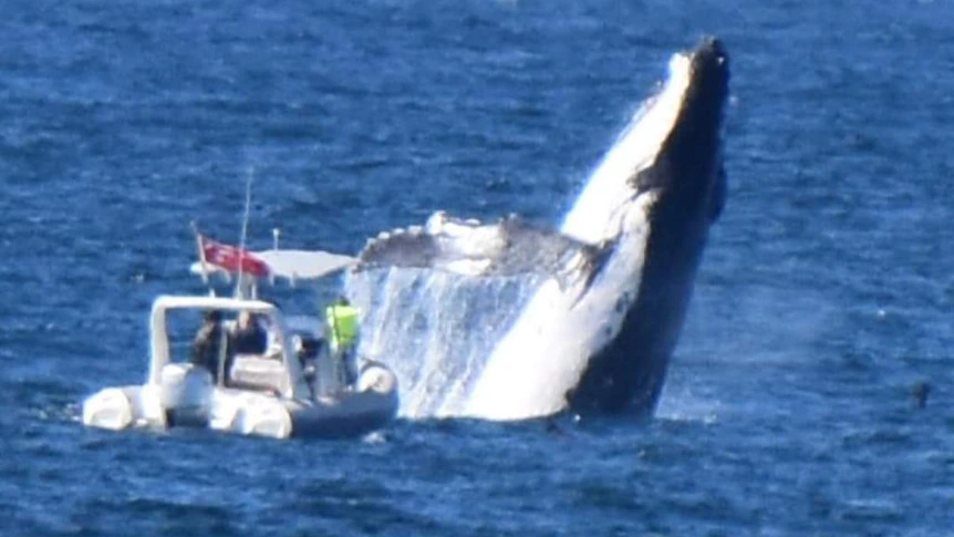whale breaches close to a boat