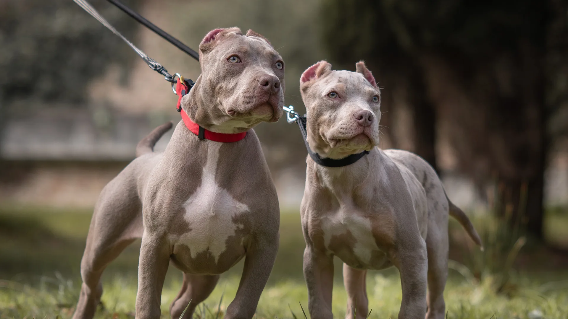 XL bully dogs banned from end of year after surge in attacks