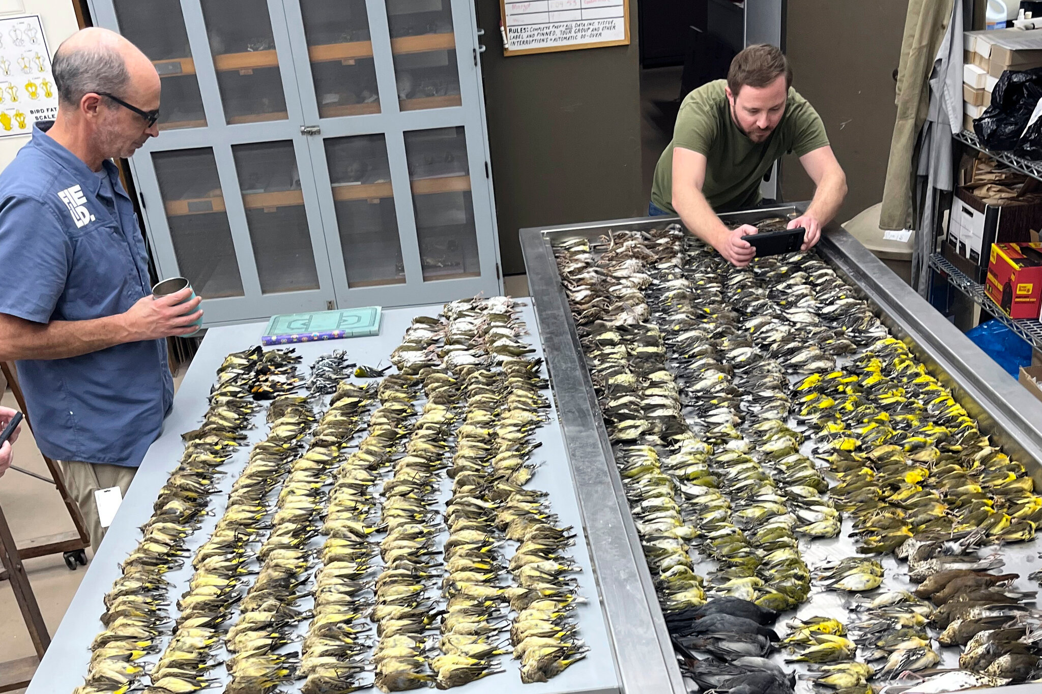 volunteer with hundreds of dead birds