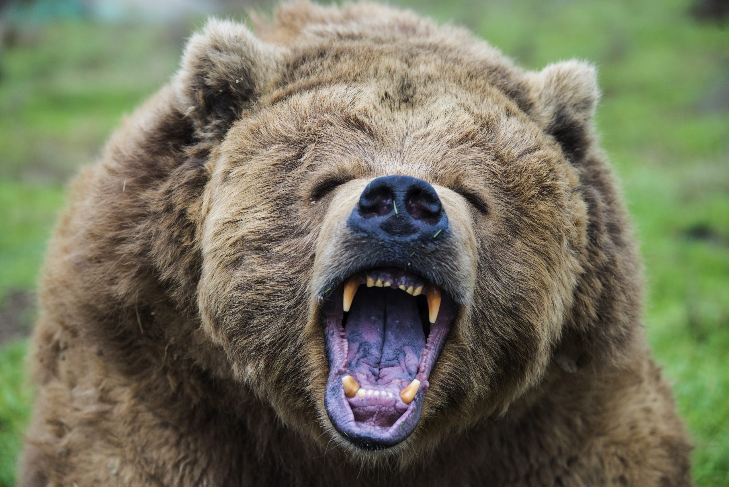 bear kills couple in canada