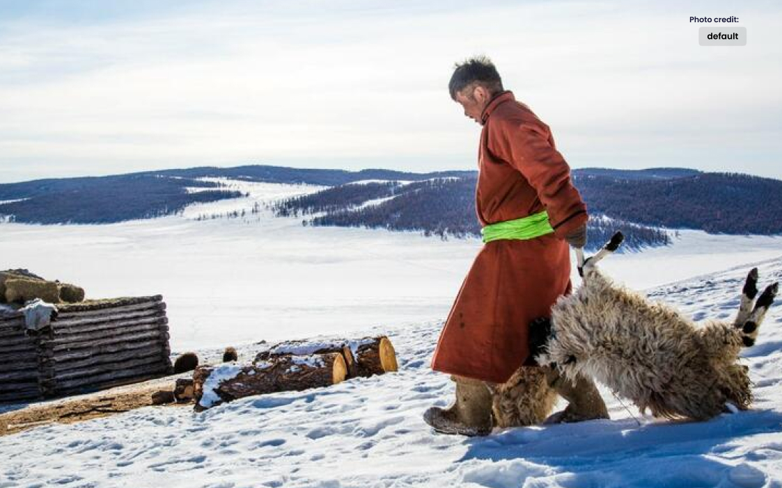 2.1 Million Animals in Mongolia Have Died of Extreme Cold