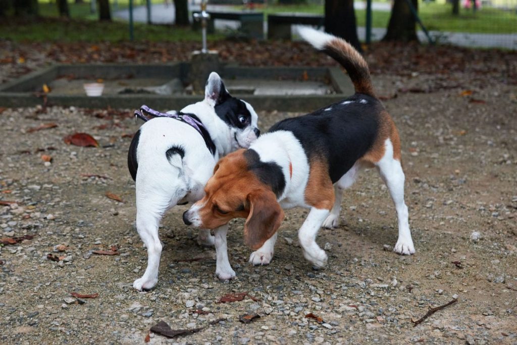 Researchers Now Know Why Dogs & Cats Sniff Each Other Bottoms The
