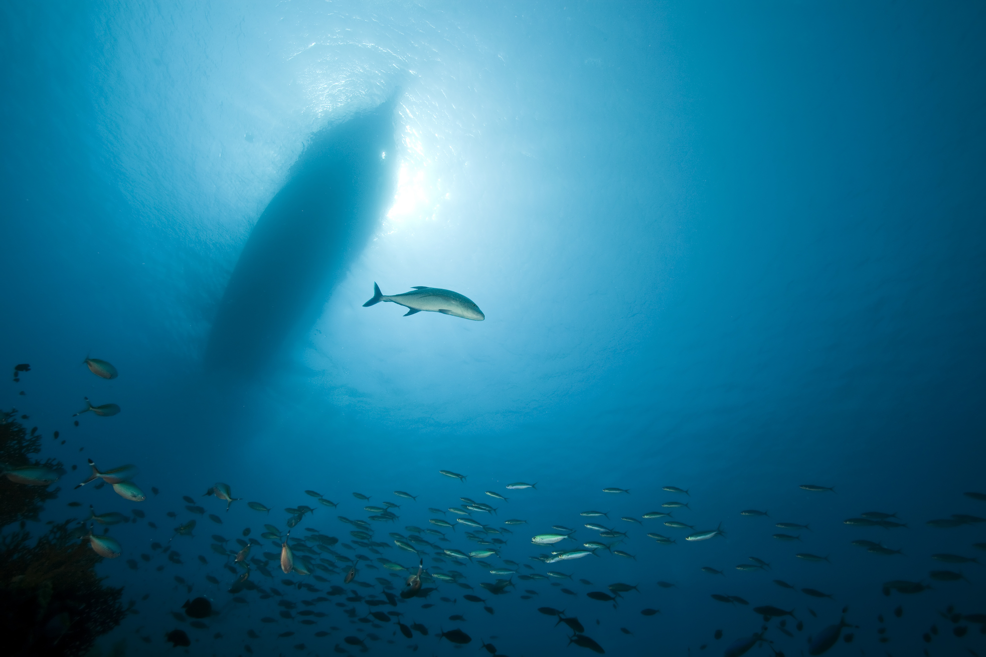 What is This Mysterious Noise in Ocean That Sounds Like Ducks Talking ...