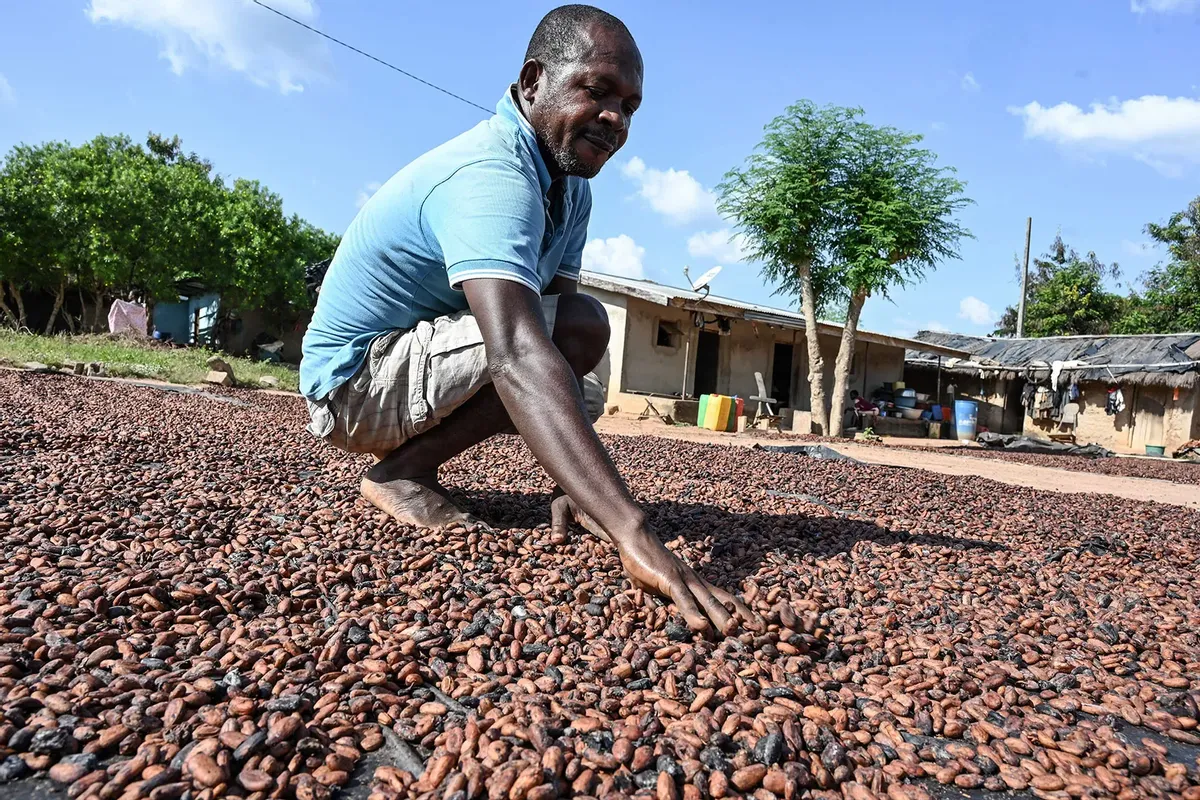 Scientist warn Climate Change Wreaking Havoc on Chocolate