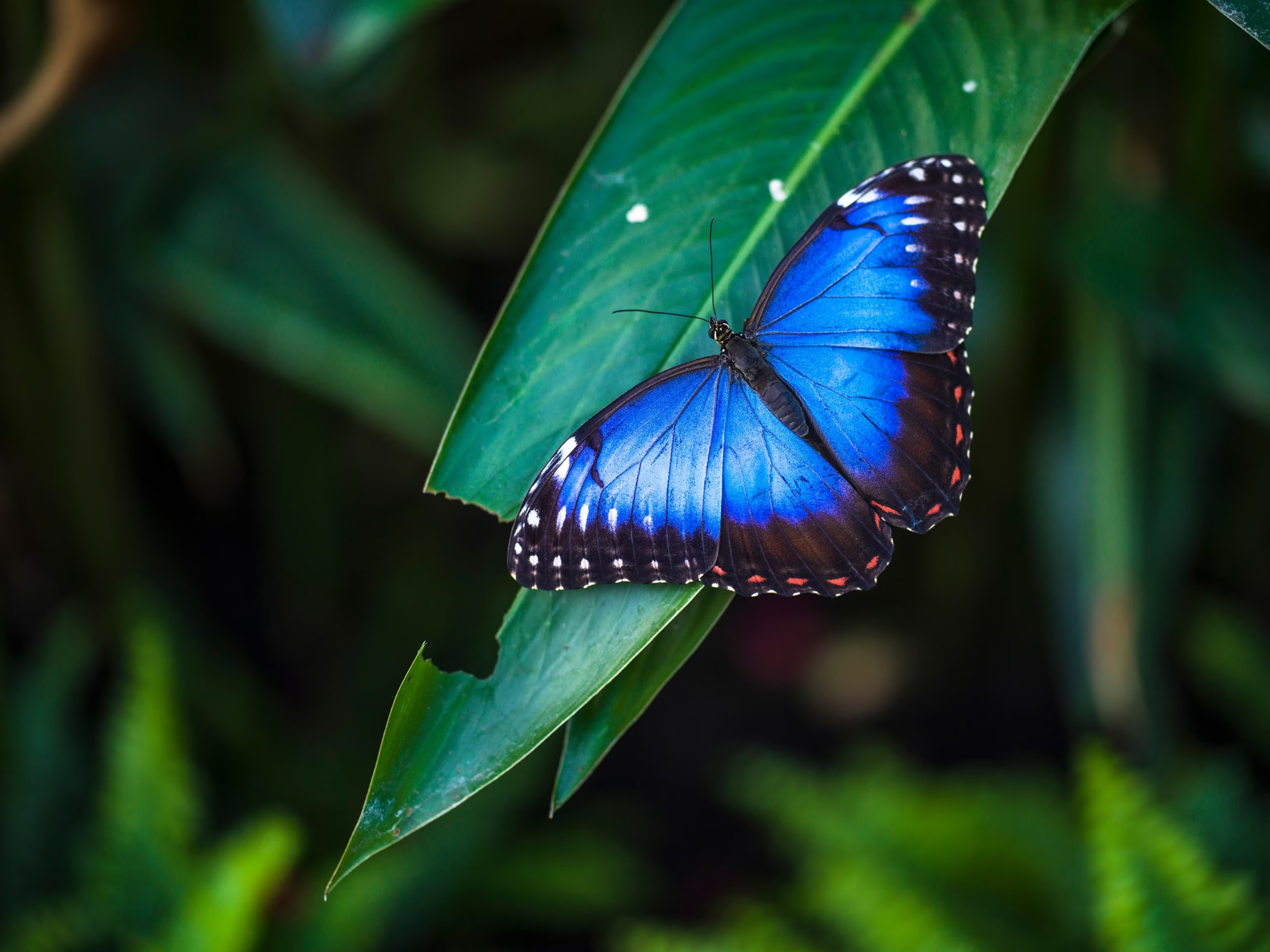 Butterfly population in US shrinking.