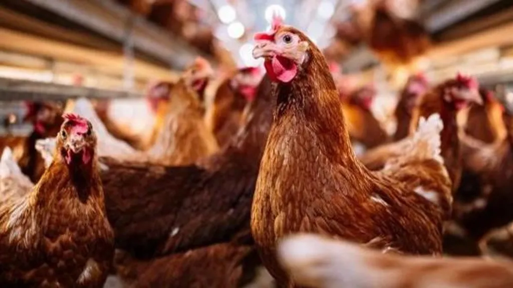 AI tech for egg farms gets £2.6m from government.
