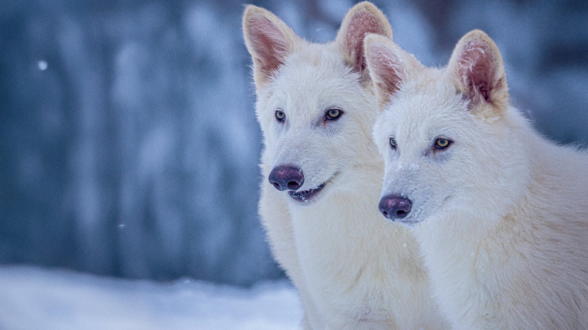 Biotech company brings back formerly extinct dire wolf.