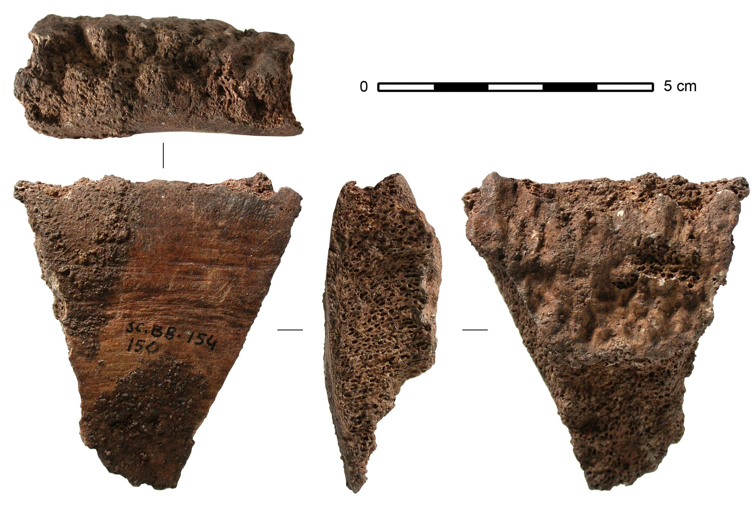 Earliest Proof Of Humans Using Whale Bone Tools Discovered.