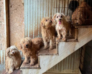 101 dogs rescued from apparent puppy mill in North Carolina.