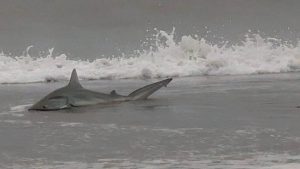 Sand tiger shark likely bit woman at New York beach, officials say.