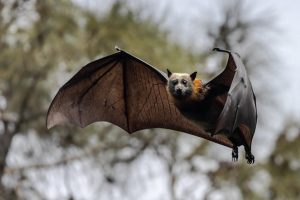 Australian man dies from ‘extremely rare’ bat bite.
