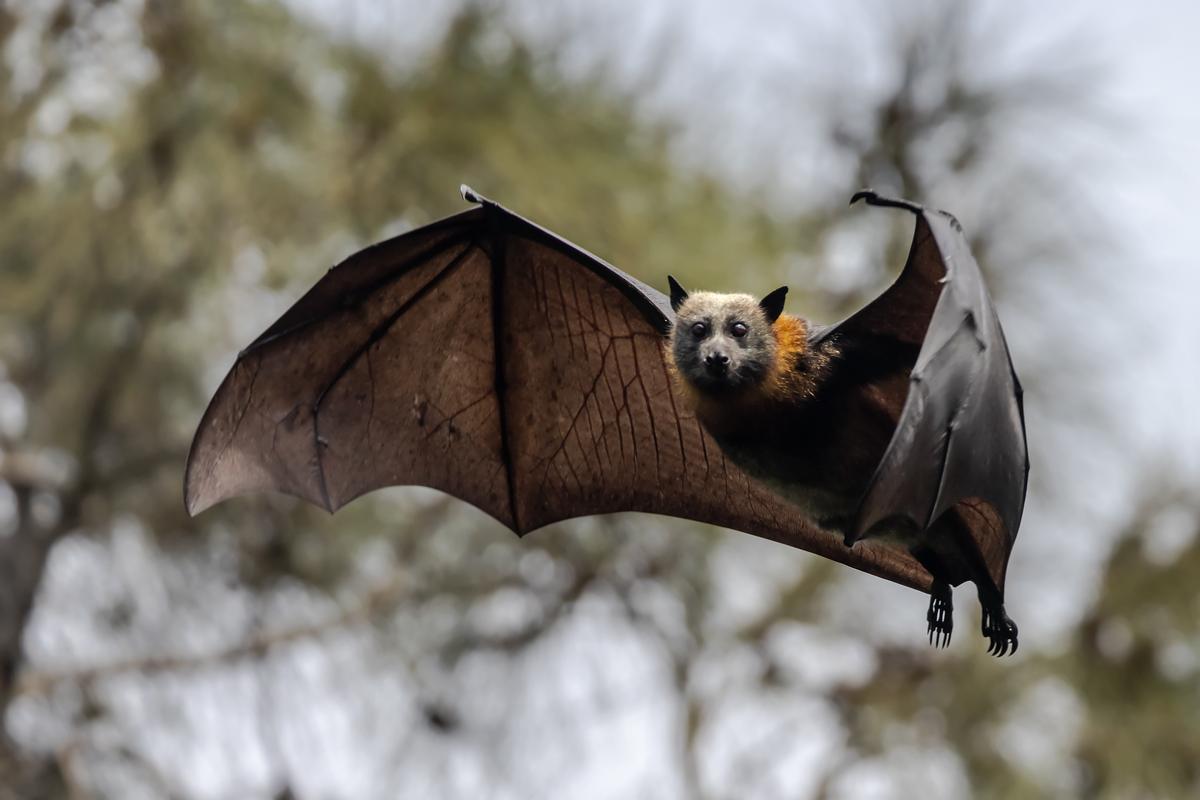 Australian man dies from ‘extremely rare’ bat bite.