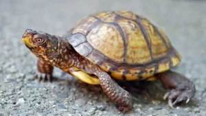 Man faces jail in US for shipping 850 turtles in socks to Hong Kong.