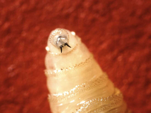 First human case of flesh-eating screwworm parasite confirmed in US.