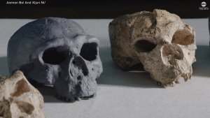 Million-year-old skull could change evolution timeline: study.