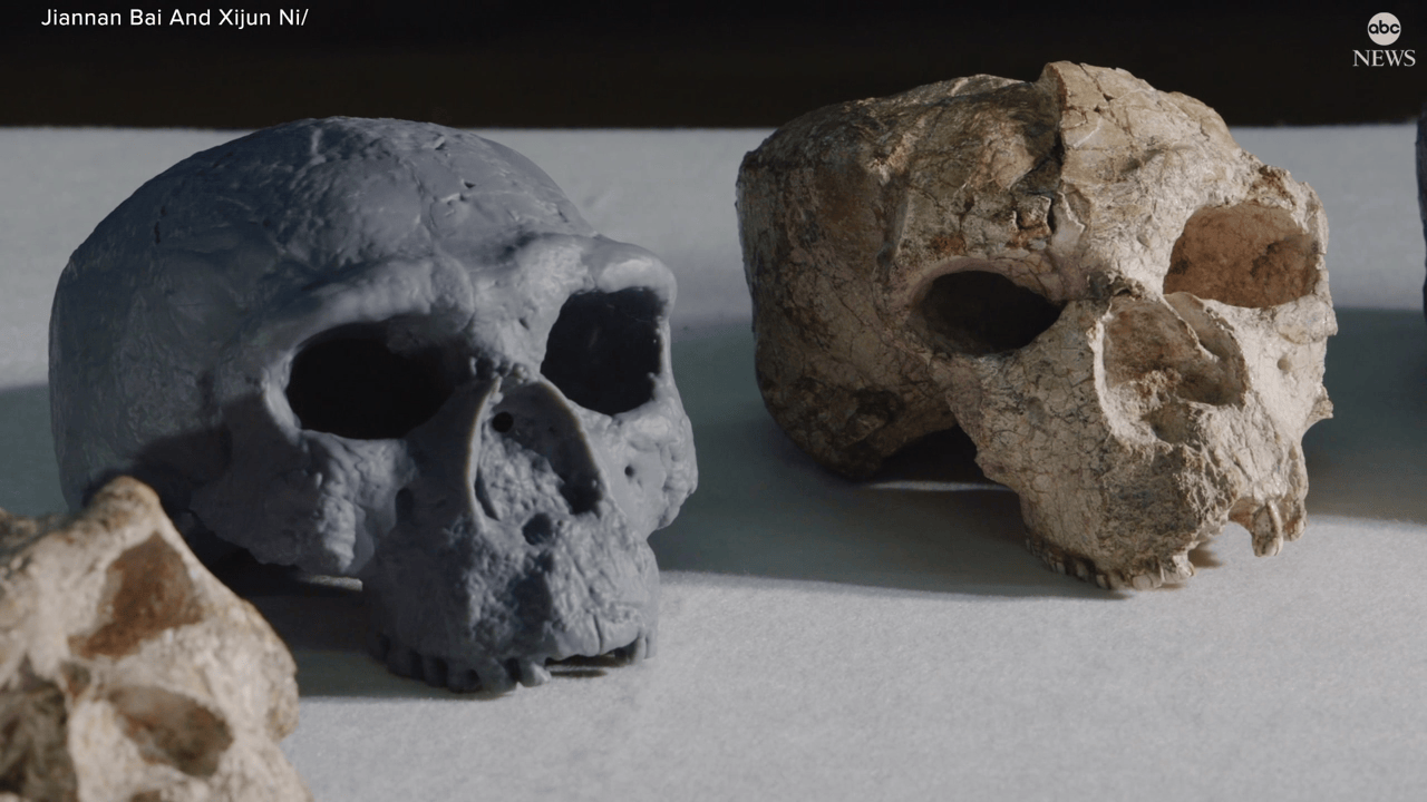 Million-year-old skull could change evolution timeline: study.