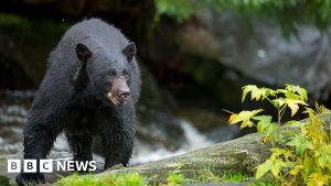 Man killed in suspected bear attack in Arkansas.