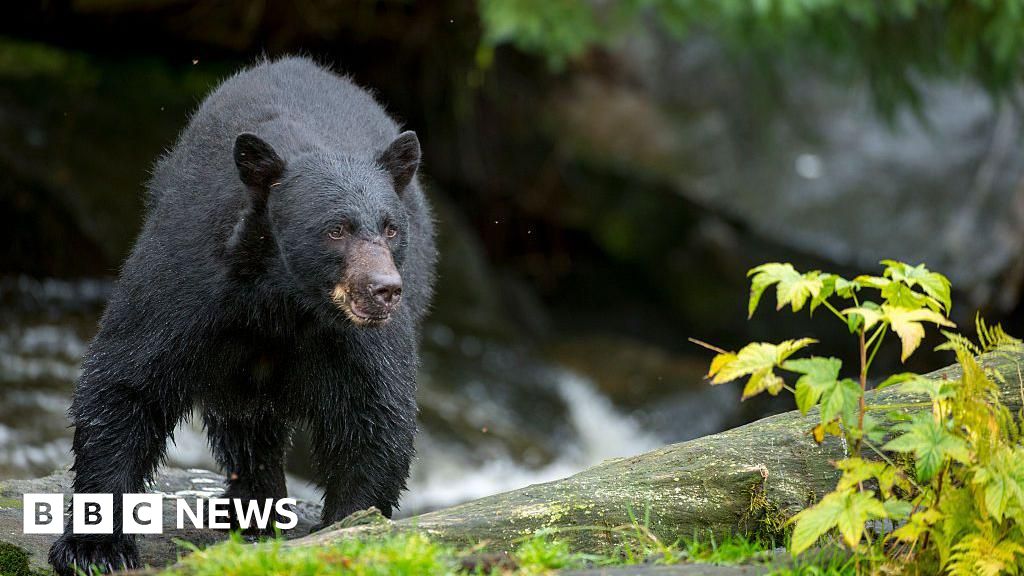 Man killed in suspected bear attack in Arkansas.