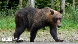 Japan plans to hire hunters as bear attacks rise.