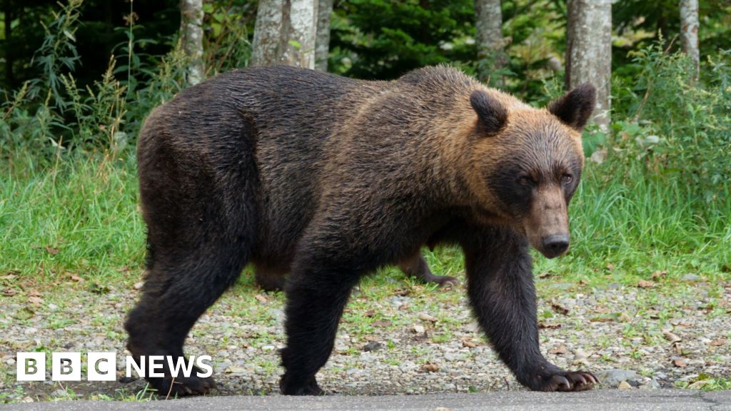 Japan plans to hire hunters as bear attacks rise.