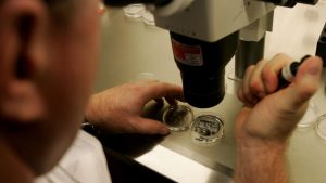 Human skin cells turned into fertilisable eggs for first time.