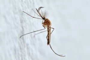 Mosquitoes seen in Iceland for first time.