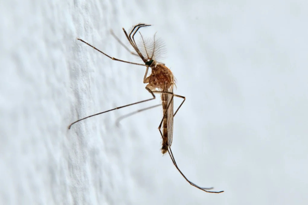 Mosquitoes seen in Iceland for first time.