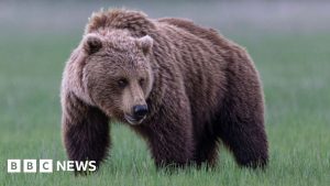 Grizzly bear on loose after attacking school group in Canada, injuring 11.