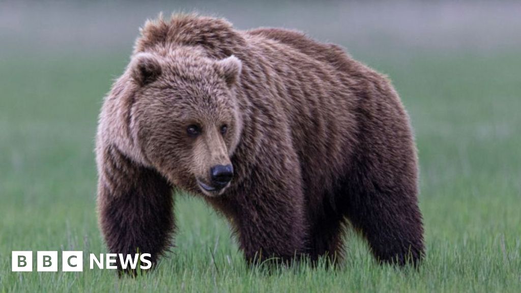Grizzly bear on loose after attacking school group in Canada, injuring 11.