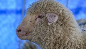India's first gene-edited sheep was developed in Indian-administered Kashmir.