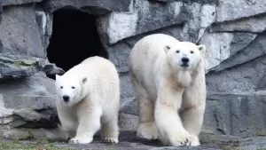 Changes to polar bear DNA could help them adapt to global heating, study finds.