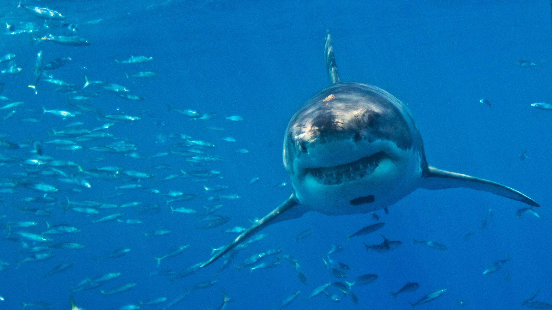 Great white sharks face extinction in Mediterranean, say researchers.