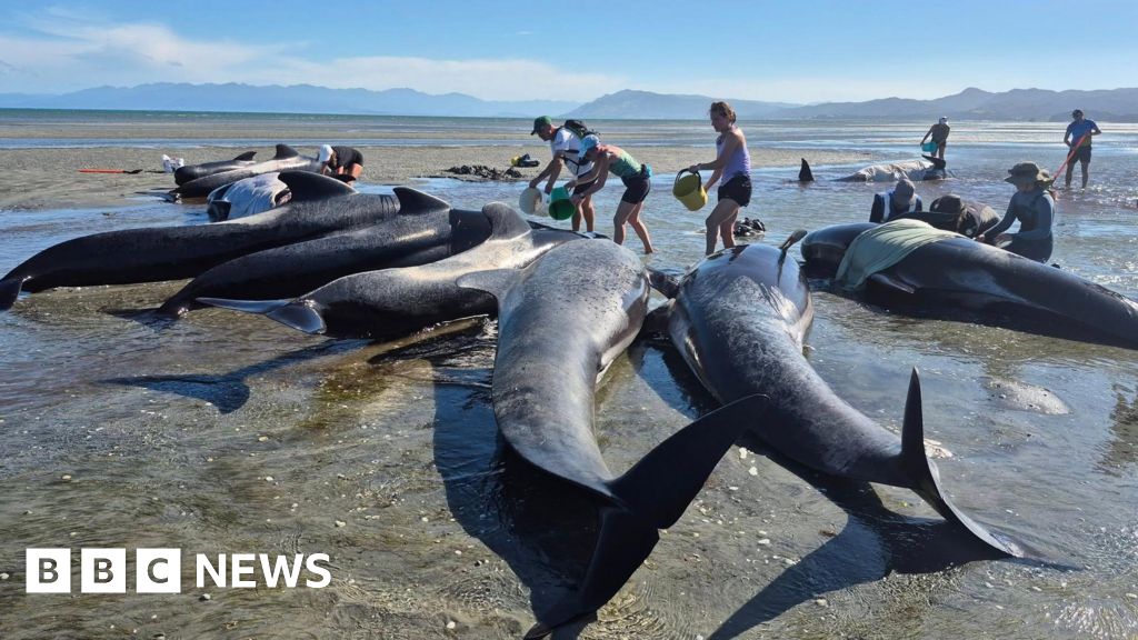 Some 55 whales had washed up on Farewell Spit on Thursday.