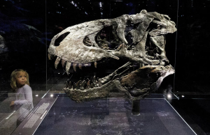 Tyrannosaurus rex did not reach full size until age 40, study finds.