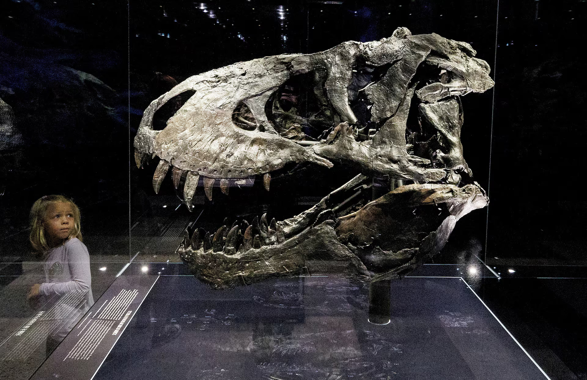Tyrannosaurus rex did not reach full size until age 40, study finds.