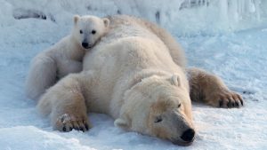 Other recent research on Svalbard bears showed that more ice-free days reduced survival in cubs.