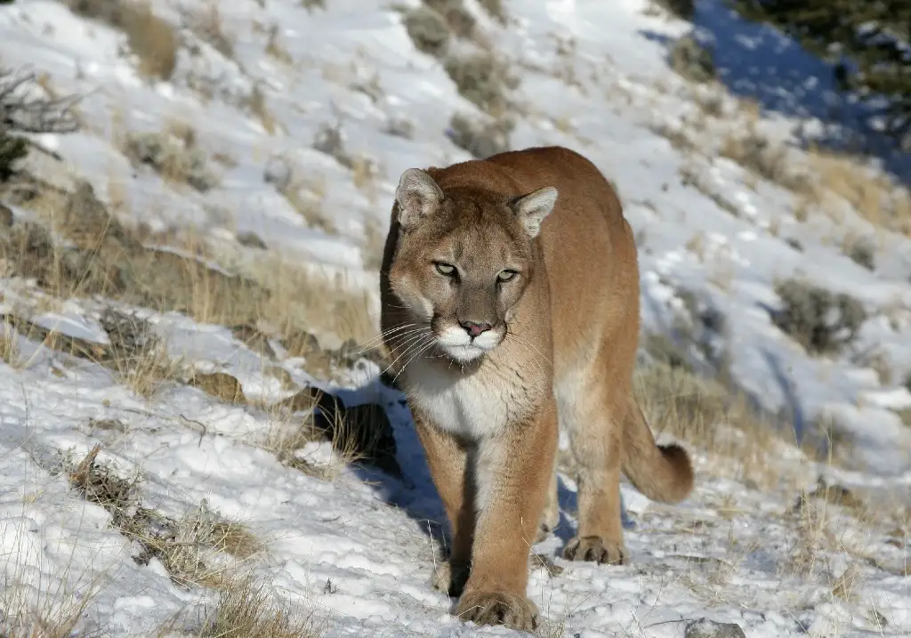 Woman killed in suspected mountain lion attack in US.