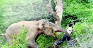 Elephant kills 20 in Indian state as rescue efforts continue.