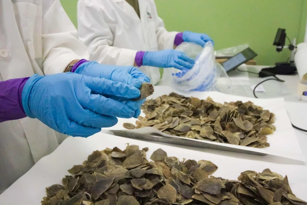 Singapore seizes record Asian pangolin scales.