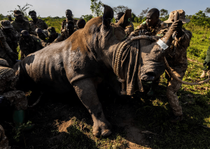 Rhinos reintroduced in Ugandan park after more than four decades.
